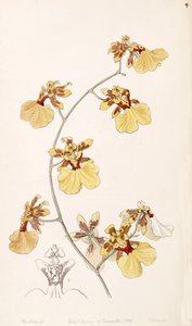 Illustration of Oncidium reflexum (as syn. Oncidium pelicanum) by Miss Drake